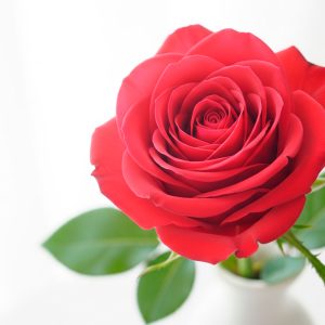 101 роза Страсть